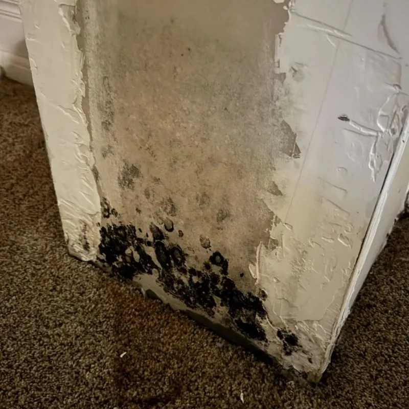 Professional Mold Removal in Marcellus, MI